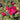 Vibrant magenta pink rose bloom just beginning to open with two magenta rose buds to the side and green leaves and other magenta rose blooms blurred in the background. 