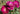 Three vibrant magenta-pink rose blooms with green leaves and yellow centers, photographed outdoors in natural sunlight.