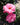 Two pink roses in bloom with green foliage and a blurred outdoor garden background.