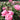 Pink rose blooms in a garden bed with green foliage and a blurred background of more flowers and trees.