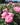 Pink rose blooms in a garden bed with green foliage and a blurred background of more flowers and trees.
