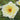 Pale yellow rose open showing yellow and red stamens with green leaves in the background. 