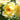 Yellow rose blooms open with yellow stamens and green leaves in the background. 
