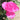 A vibrant pink rose bloom in full flower, surrounded by green leaves and a sandy, blurred background.