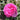 A vibrant pink rose bloom in full full bloom, surrounded by green foliage in a garden setting.