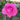 A vibrant pink rose bloom in full flower, surrounded by green leaves and a softly blurred natural background.