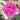 Close up of a vibrant pink rose with layered frilly petals and a blurred background of green leaves.