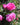 Vibrant pink roses in full bloom with green leaves, photographed outdoors in natural light.